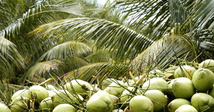 Palm tree farm business plan